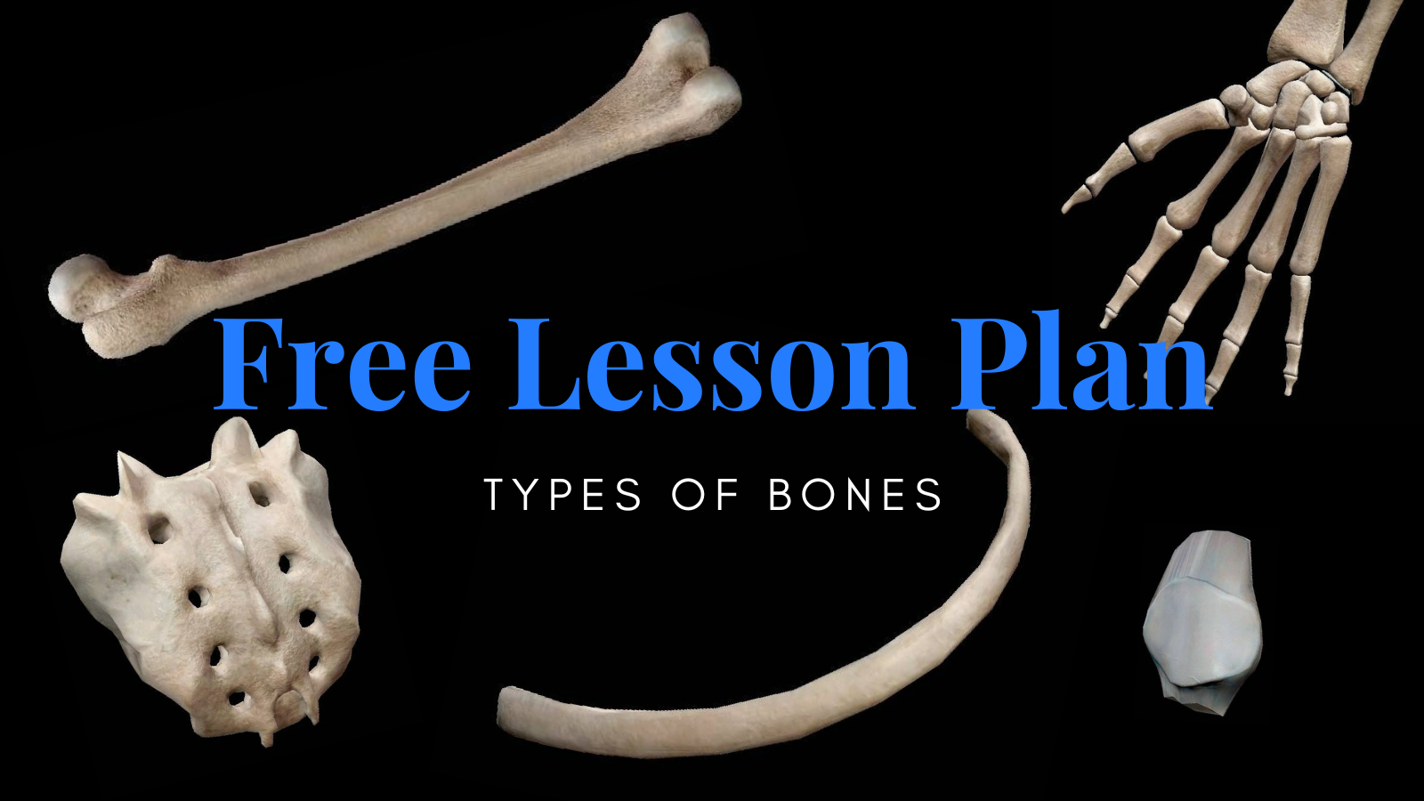 The Visible Body Blog Lesson Plans